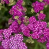'Firefly Fuschia' Yarrow 1 'Firefly Fuschia' Yarrow -Plant Series 8dc21cfd7caffb08d3d7c9475eb4a823