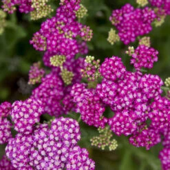 'Firefly Fuschia' Yarrow