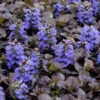 'Black Scallop' Bugleweed -Plant Series 8e7ad88e8b5ea46758a637182b49e0f8
