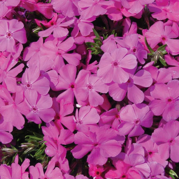 'Drummond's Pink' Creeping Phlox 4 'Drummond's Pink' Creeping Phlox - Image 2
