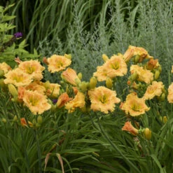Rainbow Rhythm® 'Orange Smoothie' Daylily -Plant Series 90e5885ebfba171423328a3c25c86b41