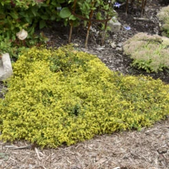 Rock 'N Low 'Yellow Brick Road' Stonecrop -Plant Series 91ad3c349312dda074e46c9815a886e3