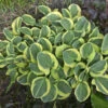 'Mighty Mouse' Hosta -Plant Series 935286a1f010f7e6fc1f7f2ff38485cc