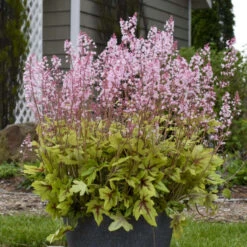 Fun And Games® 'Eye Spy' Foamy Bells -Plant Series 940d71b1f49c0350021022dffb82a293