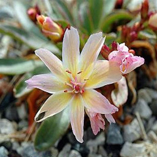'Little Peach' Lewisia 4 'Little Peach' Lewisia - Image 2