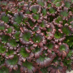 Red-Leafed Mukdenia 8 Red-Leafed Mukdenia -Plant Series 959a67c53f6104f954b48c9e3f841f6c