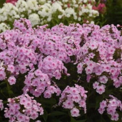 Luminary™ 'Opalescence' Phlox -Plant Series 97eb822f201cd96f5088c7eb4d264472