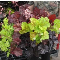 'Southern Comfort' Coral Bells -Plant Series 99 1727 popup