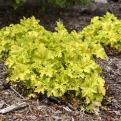 Dolce® 'Apple Twist' Coral Bells -Plant Series 9b3129449c965b7e4b021bf08ed854ab