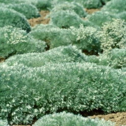 'Silver Mound' Wormwood -Plant Series 9bb0c9995610c5c6de695656faef4ad1