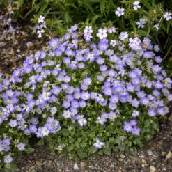 Mini Marvels™ Twilight Bellflower 7 Mini Marvels™ Twilight Bellflower -Plant Series 9d63878ce250089d742718d44822b130