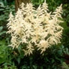 White Astilbe 1 White Astilbe -Plant Series ASTWH1Q 1