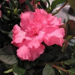 Bloom-A-Thon® Pink Double Reblooming Azalea -Plant Series AZADP1Q 2 b7b6d6ab 34d4 404a b07f 18b336d39675 sw
