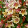 Sunny Anniversary® Abelia