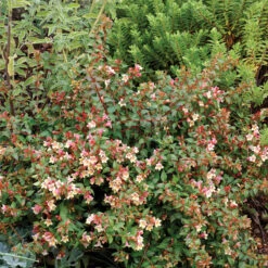 Sunny Anniversary® Abelia -Plant Series Abelia Sunny Anniversary 3 P