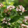 Sweet Emotion® Abelia -Plant Series Abelia Sweet Emotion 1 P