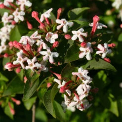 Sweet Emotion® Abelia -Plant Series Abelia Sweet Emotion 3 P