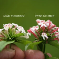 Sweet Emotion® Abelia -Plant Series Abelia Sweet Emotion 4 P