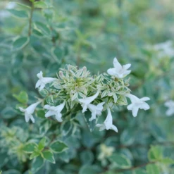 Mucho Gusto™ Abelia -Plant Series AbeliaMuchoGustoP1218145 1080x1080 42faef0