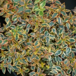 Tres Amigos™ Abelia -Plant Series AbeliaTresAmigosDSC03603 800x800 bc79cb8