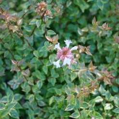 Brilliantina™ Abelia -Plant Series Abelia Brilliantina P1238957 1080x1080 1b883b5
