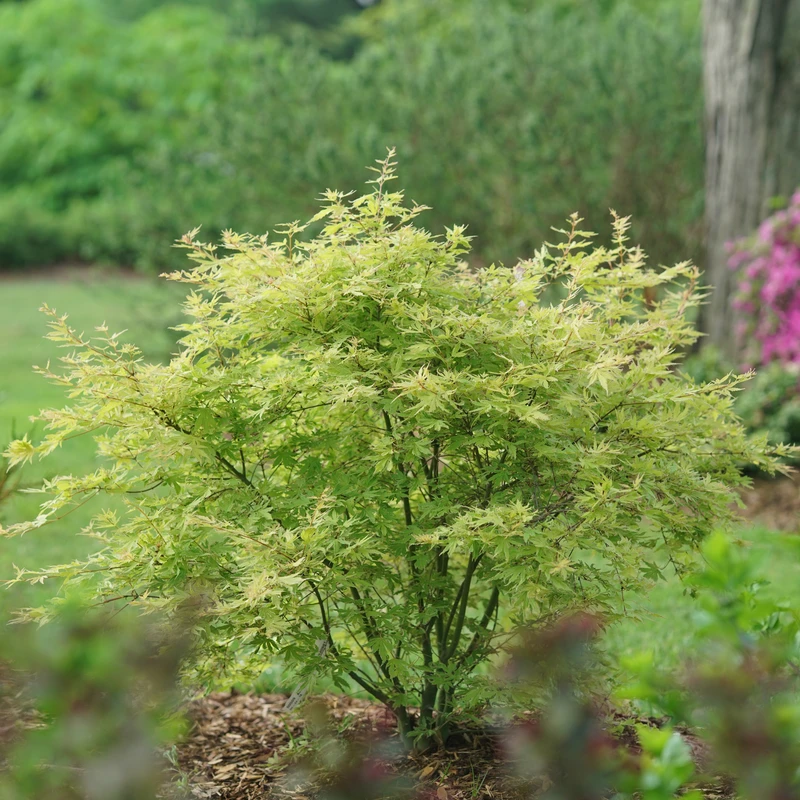 Metamorphosa™ Japanese Maple 4 Metamorphosa™ Japanese Maple - Image 2