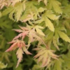 Metamorphosa™ Japanese Maple 1 Metamorphosa™ Japanese Maple -Plant Series AcerMetamorphosaIMG 1121 800x800 2a1909c