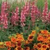 Kudos™ Ambrosia Hummingbird Mint 2 Kudos™ Ambrosia Hummingbird Mint -Plant Series Agastache Kudos Ambrosia 2