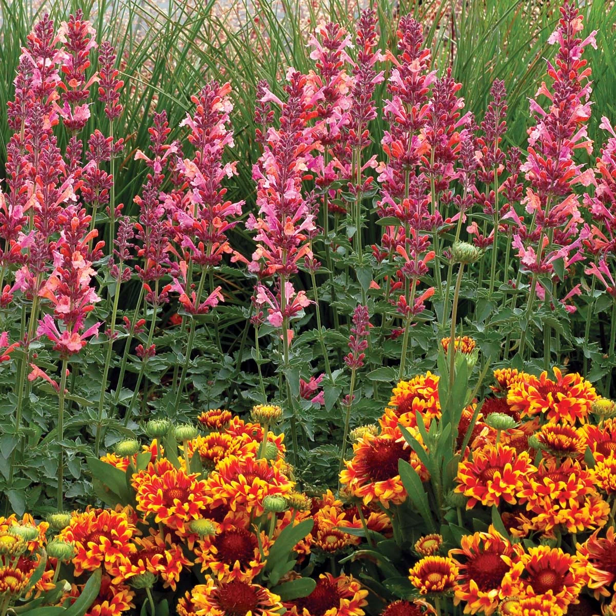 Kudos™ Ambrosia Hummingbird Mint 3 Kudos™ Ambrosia Hummingbird Mint