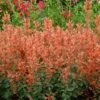 Kudos™ Mandarin Hummingbird Mint -Plant Series Agastache Kudos Mandarin 2