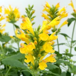 Poquito™ Butter Yellow Hummingbird Mint -Plant Series Agastache Poquito Butter Yellow 2 P