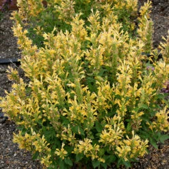 Poquito™ Butter Yellow Hummingbird Mint -Plant Series Agastache Poquito Butter Yellow 3 P