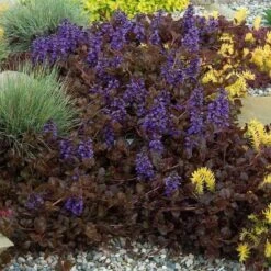 'Black Scallop' Bugleweed 13 'Black Scallop' Bugleweed -Plant Series Ajuga black scallop bugleweed 5 a930cc30 d55a 46a9 be59 06f9cabcb358 sw