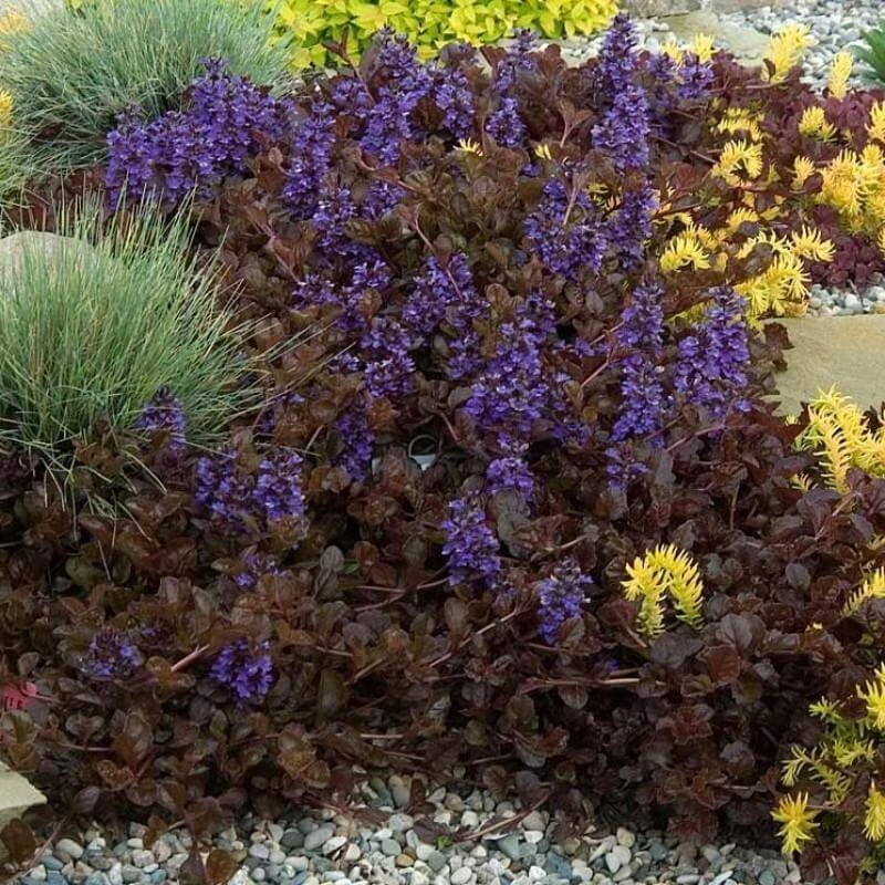 'Black Scallop' Bugleweed 7 'Black Scallop' Bugleweed - Image 5