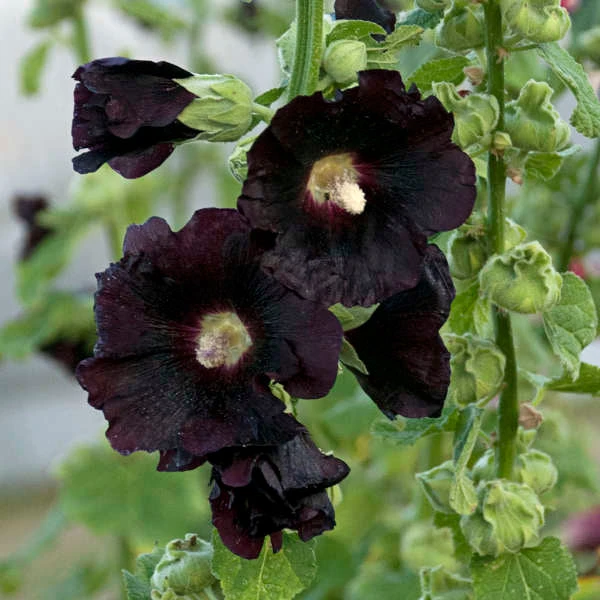 'Blacknight' Hollyhock 4 'Blacknight' Hollyhock - Image 2