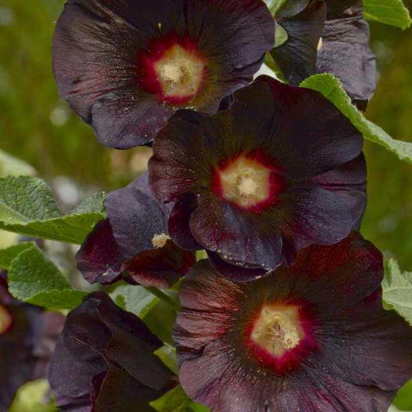 'Blacknight' Hollyhock 6 'Blacknight' Hollyhock - Image 4