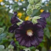 'Blacknight' Hollyhock 1 'Blacknight' Hollyhock -Plant Series Alcearosea Blacknight 0003lowres