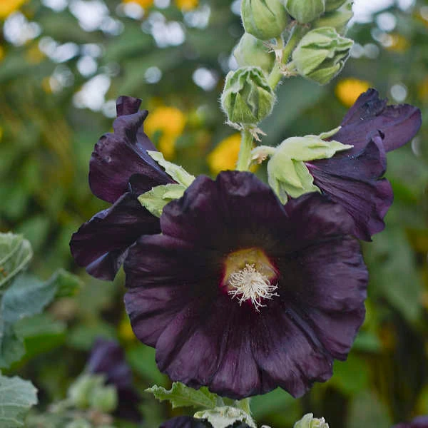 'Blacknight' Hollyhock 3 'Blacknight' Hollyhock