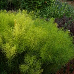 Threadleaf Bluestar 12 Threadleaf Bluestar -Plant Series Amsonia hubrichtii foliage june