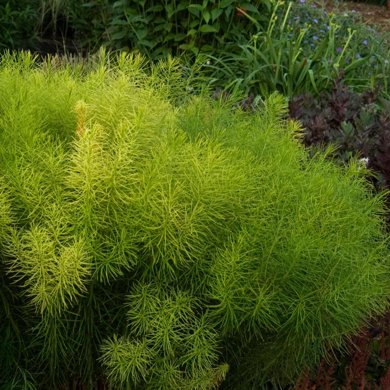 Threadleaf Bluestar 6 Threadleaf Bluestar - Image 4