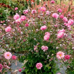 'Puff® 'Pink' Japanese Anemone 8 'Puff® 'Pink' Japanese Anemone -Plant Series Anemone Puff Pink 1