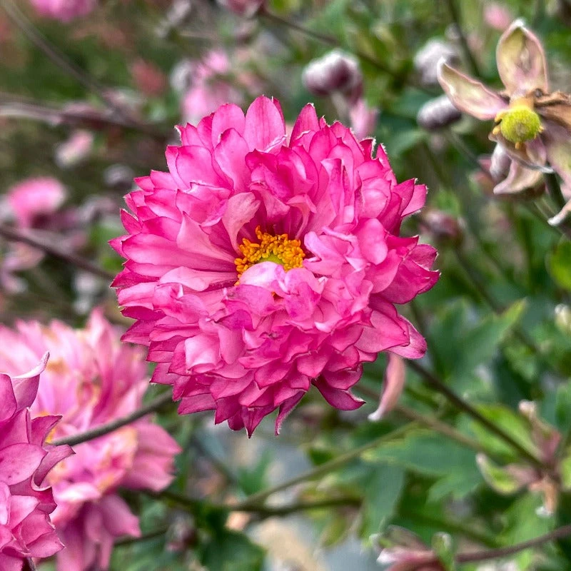 'Puff® 'Pink' Japanese Anemone 4 'Puff® 'Pink' Japanese Anemone - Image 2