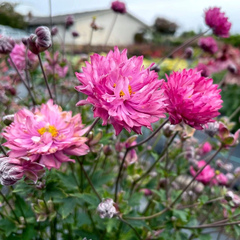 'Puff® 'Pink' Japanese Anemone 3 'Puff® 'Pink' Japanese Anemone