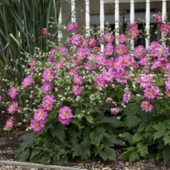 Fall In Love⢠'Sweetly' Japanese Anemone