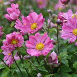 'Curtain Call Deep Rose' Japanese Anemone -Plant Series Anemone CurtainCallDeepRose JapaneseAnemone 1