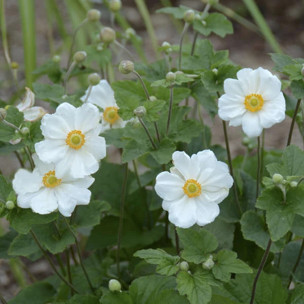'Honorine Jobert' Japanese Anemone 5 'Honorine Jobert' Japanese Anemone - Image 3
