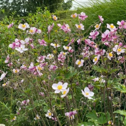 'Robustissima' Japanese Anemone -Plant Series Anemonerobustissima 210812gbo006