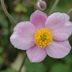 'Robustissima' Japanese Anemone -Plant Series AnemonetomentosaRobustissima 080828gbv041