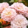 Apricot Drift® Rose 1 Apricot Drift® Rose -Plant Series ApricotDrift
