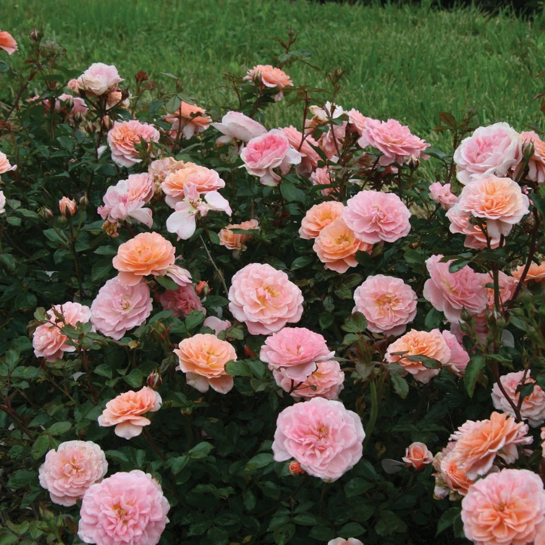 Apricot Drift® Rose 4 Apricot Drift® Rose - Image 2